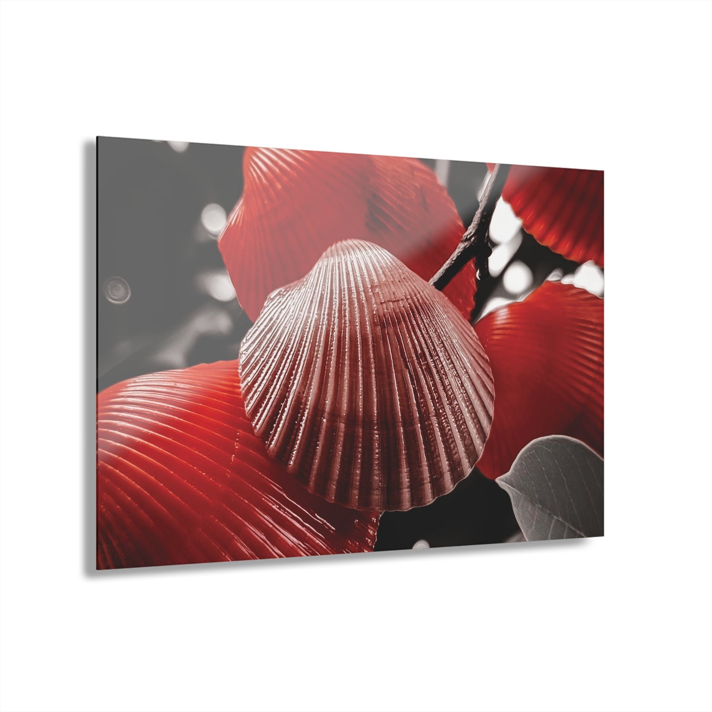 Red Shells - Acrylic Prints (French Cleat Hanging)