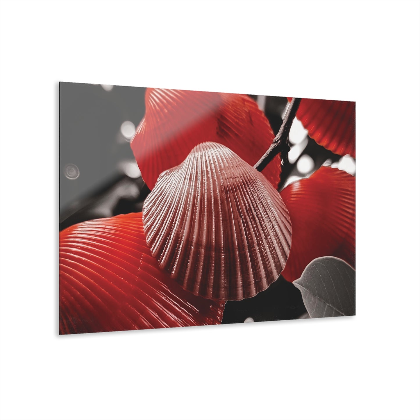 Red Shells - Acrylic Prints (French Cleat Hanging)