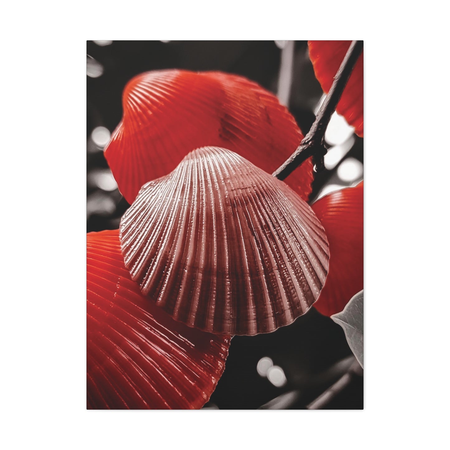 Red Shells - Canvas Gallery Wraps